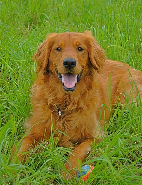  What is a Red Golden Retriever? While Red Golden Retrievers can grow as big as a normal golden retriever, they are often smaller than most normal golden retrievers