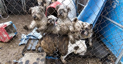  What is a Seattle puppy mill like? Puppy mills in Seattle are places where doom and gloom follow