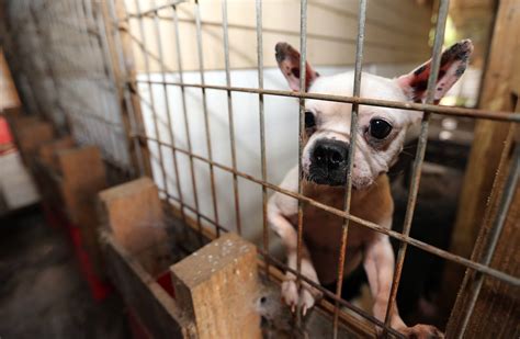  What is a Washington DC puppy mill like? A puppy mill is the worst place a Bulldog for sale Washington DC can be born in