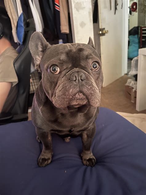 What is a pup back deal between French Bulldog breeders? A pup back deal is a puppy back to the Frenchie stud owner in exchange for the stud service