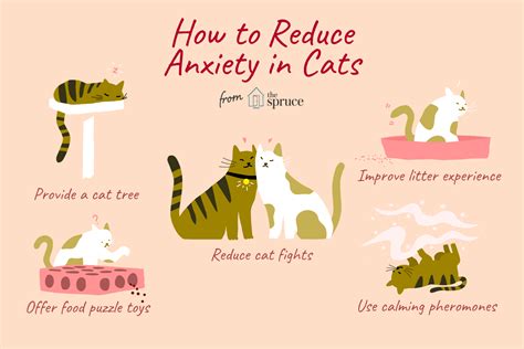  What is cat anxiety? Anxiety in cats is not a single disorder but rather a group of multiple disorders that can affect your cat