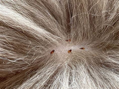  What is matted hair? Fleas and other parasites find this condition a pleasing environment to hide and flourish in as well