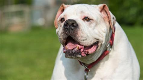  What is the American Bulldogs life expectancy? The American bulldog has an average lifespan ranging from ten to fifteen years