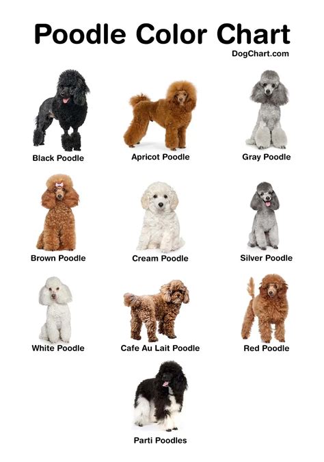  What is the Most Popular Poodle Color? Whites are common and much-loved for their regal appearance, while the black is easier to keep to clean, making it popular among more practical Poodle owners