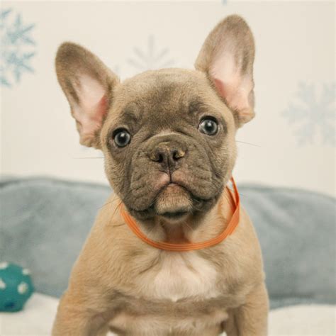 What is the best food for a Frenchie puppy? The best choice for your Frenchie puppy is to continue providing the same brand the breeder used to provide