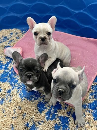  What is the best way to train my French Bulldog? New Mexico French Bulldogs for sale are intelligent and need special kind of training