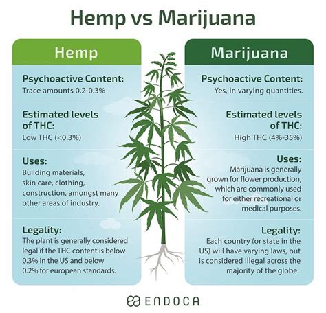  What is the difference between Hemp and Marijuana? Hemp and marijuana both come from the same family of flowering plants but they are distinctly and chemically different