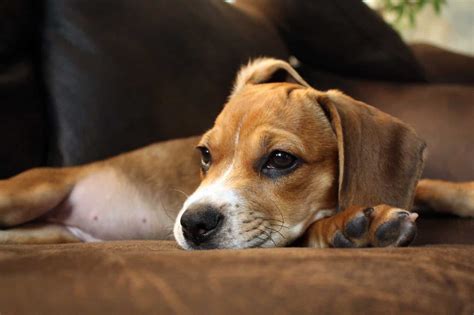  What is the energy level of a Beabull? The Bulldog Beagle mix usually enjoys lazing around all day and will experience occasional bursts of energy