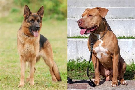  What is the life expectancy of a German Shepherd Pitbull mix? The average lifespan of a German Shepherd Pitbull mix is between 10 to 14 years