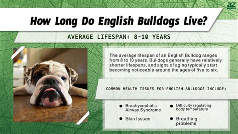  What is the lifespan of an English bulldog? The English bulldog can live up to years on an average scale