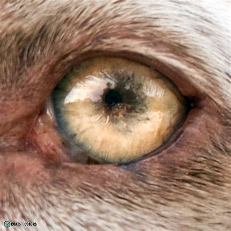  What is the rarest eye color in dogs? The rarest eye color in dogs is Green eyes; the reason for this is that creating a green-eyed canine is only possible in a few pure breeds