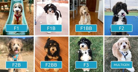  What kind of toys are best for an F1b Bernedoodle? Considering their intelligence and energy levels, a mix of puzzle toys, chew toys, and interactive toys like flirt poles can keep an F1b Bernedoodle mentally stimulated and physically active