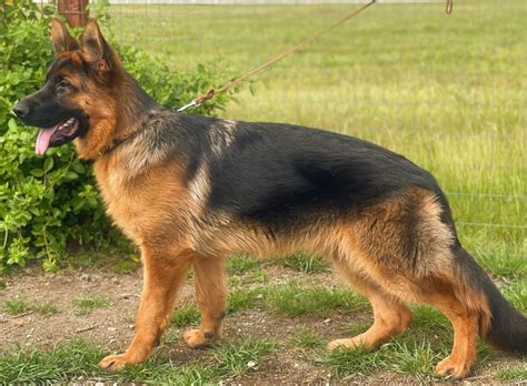  What makes Nadelhaus German Shepherds different from other dog breeders? These standards are the foundation of the German Shepherd breed, and our commitment to upholding them ensures the highest quality dogs