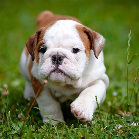  What makes Uptown Puppies different from other networks with Bulldog puppies Miami? We can promise you there will never be a listing from them on the Uptown network! Instead, we concentrate on fostering positive relationships with businesses with the best Miami Bulldog puppies for sale, making it a breeze to find your dream pup