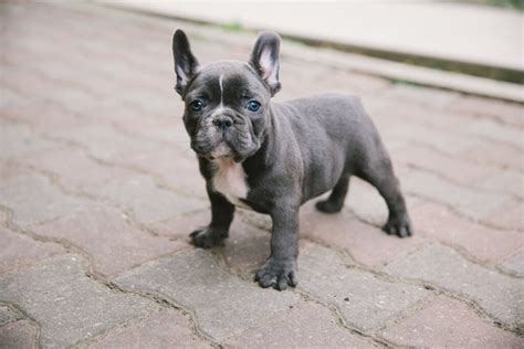  What makes a French Bulldog grey or gray or blue? In order for a French Bulldog to have a grey coat, it must carry two copies of a recessive gene known as the dilution gene