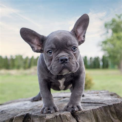  What makes them blue? The blue coat color in blue French bulldogs is the result of a genetic mutation that dilutes the black pigment in their fur
