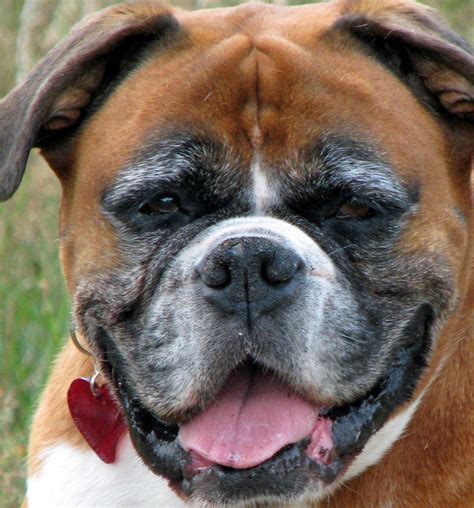  What problems do Boxers have? Boxer dogs are brachycephalic, which means they have flat faces