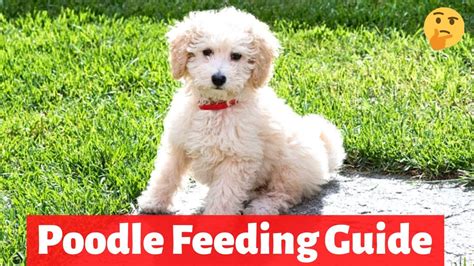  What should I feed a picky Poodle? What should I not feed my Poodle? Human food! You should also avoid toxic foods for dogs like chocolate, garlic, onions, etc