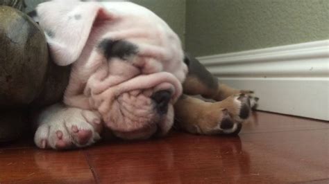  What to expect English bulldogs make fine apartment pets and do not require a yard