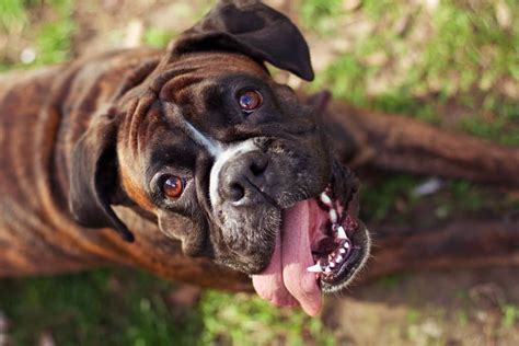  What to expect The boxer has a high need for companionship and exercise