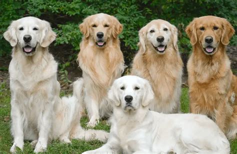  What type of Golden Retrievers are sold in Chicago? We have some good news! Ready to make your Golden Retriever dreams come true? Take a look at our convenient list of available puppies