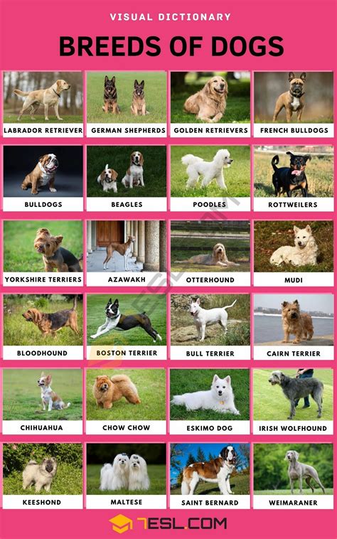  Whatever type of dog of this breed you are looking for, they have it