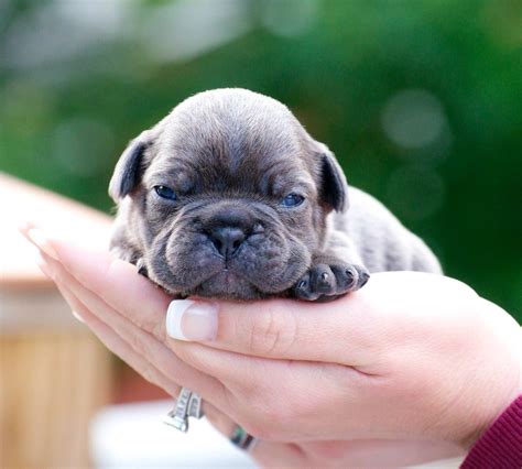  When French Bulldogs Are First Born When the puppies are born, breeders and shelters ensure they cry and breathe properly