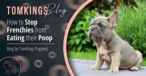  When Frenchies roll in their poop, it can be their canine instincts, or they just like doing it