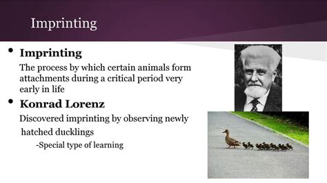  When Lorenz, first wrote about the importance of the stimulation process, he wrote about imprinting during early life and its influence on the later development of the individual