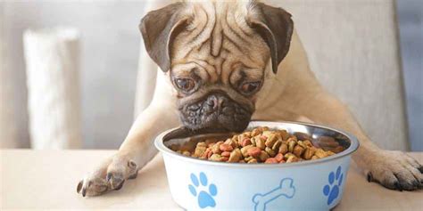  When a Pug is Always Hungry - If your Pug