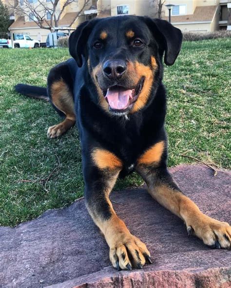  When a Rottweiler is mixed with a Labrador Retriever, the perception changes, as the Labrador is considered a highly friendly, soft-natured, and docile family pet