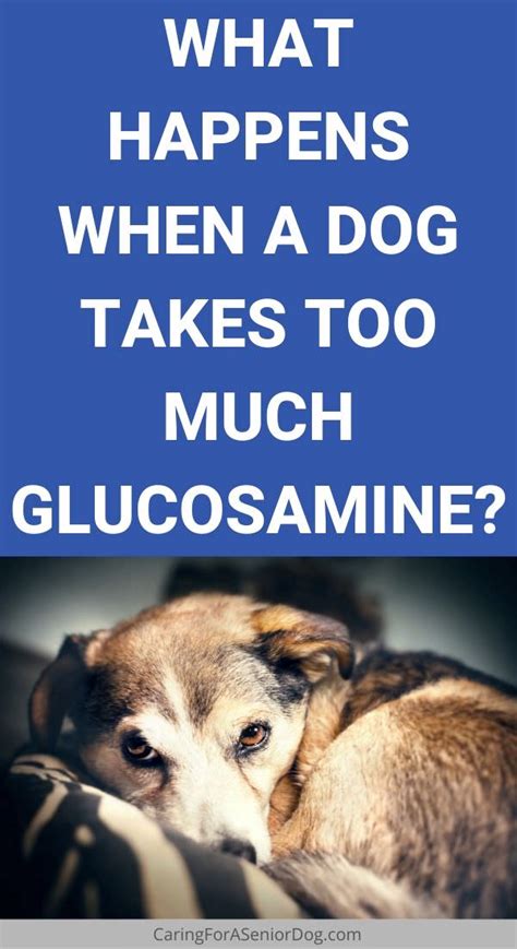  When a dog consumes too much of a prescription, natural chemical, or supplement, the overdose is brought on by the dog