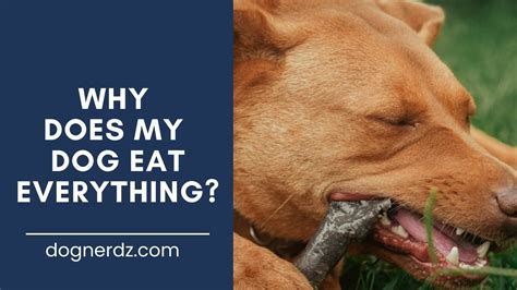  When a dog has a parasite, it will feast on everything the dog eats