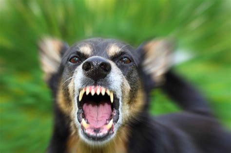  When a dog is overly anxious, they can become more susceptible to aggressive behaviors, even toward those they love