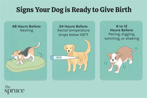  When a dog is ready to have puppies, it will not be interested in eating for 24 hours before, it will lick its vulva and it will have tighter contractions in its stomach that may or may not be noticeable to the owner