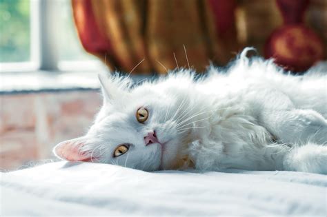  When a seizure strikes, it can be very distressing for the cat owner