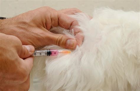  When a veterinarian prescribes, administers, or recommends a product, they are usually doing so with the intent to prevent, treat, diminish, or cure a disease or condition