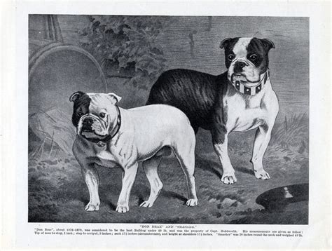  When activities like this were outlawed in England in , the English Bulldog was bred down in size, resulting in the Toy