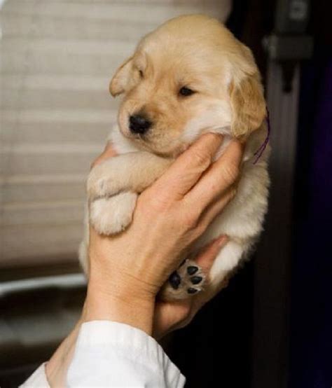  When born, a Golden Retriever puppy usually weighs between 14 to 16 ounces