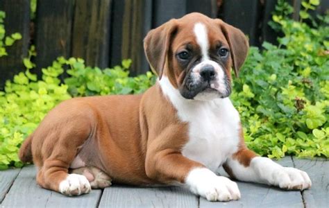  When buying a Boxer puppy, look for a reputable breeder whose breeding stock and litters are health-screened