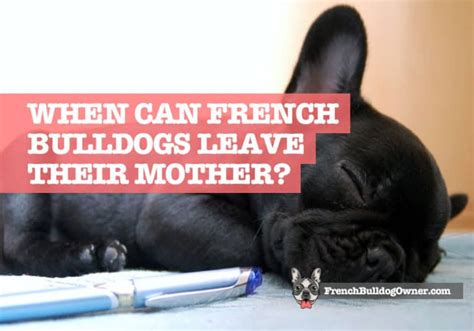  When can Frenchies leave their mother Due to the lack of senses and dependence on their mothers, Frenchies should never leave their mother before they are at least 8 weeks of age