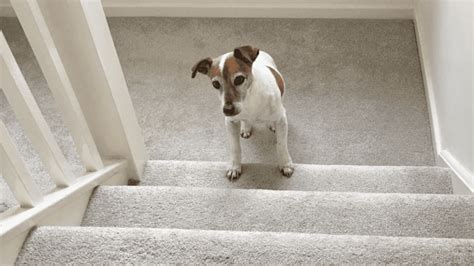  When can puppies climb stairs? Puppies can usually climb stairs safely at the ages of 12 to 16 weeks