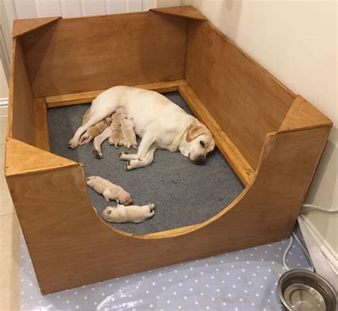  When can puppies leave the whelping box? Puppies can often leave the whelping box at 3 weeks old
