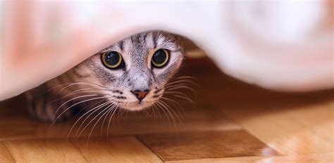  When cats are anxious, they tend to act out—sometimes with aggression