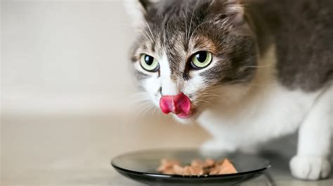  When cats have a lack of appetite due to stress or other factors then their health can deteriorate quickly