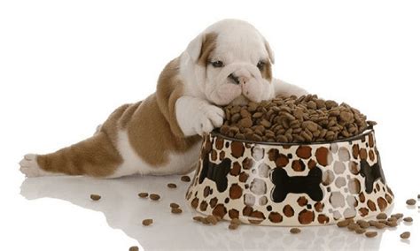  When choosing food for your Bulldog puppy, look for high-quality puppy food that is specifically formulated for their breed and age