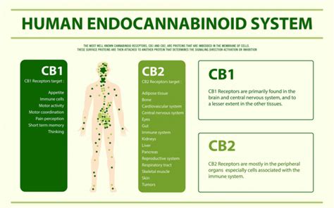  When consumed, this cannabinoid can help to further reduce the level of pain symptoms felt, acting as a natural remedy and treatment to chronic or minor pain