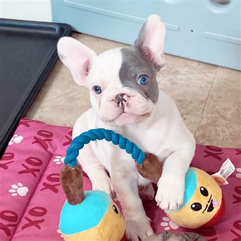  When developing a diet plan for your Frenchie, it is important to ensure that they are getting the right balance of proteins, carbohydrates, and essential fatty acids