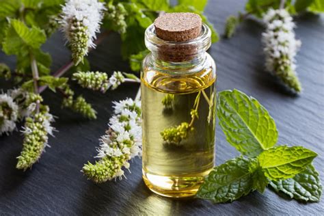  When diluted properly, and sourced and formulated thoughtfully, peppermint oil for dogs is quite safe and has countless benefits
