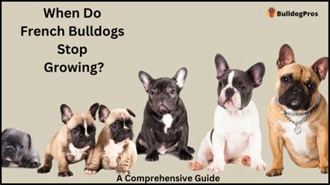  When do French Bulldogs stop growing? French Bulldogs reach their full adult size at approximately 9 months of age